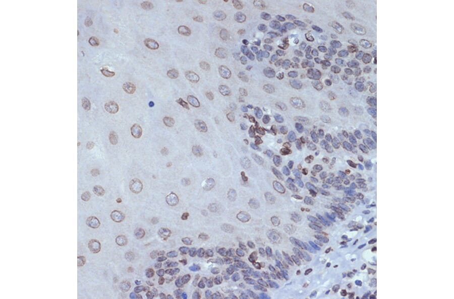 Immunohistochemistry - Anti-SUN2 Antibody [ARC2311] (A308466) - Antibodies.com