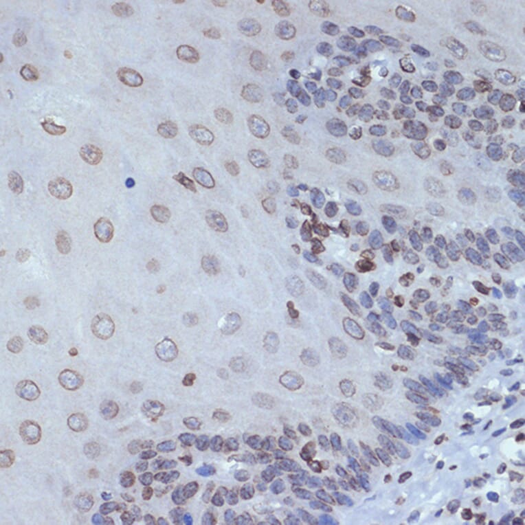 Immunohistochemistry - Anti-SUN2 Antibody [ARC2311] (A308466) - Antibodies.com