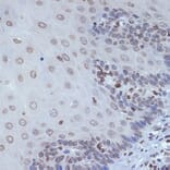 Immunohistochemistry - Anti-SUN2 Antibody [ARC2311] (A308466) - Antibodies.com