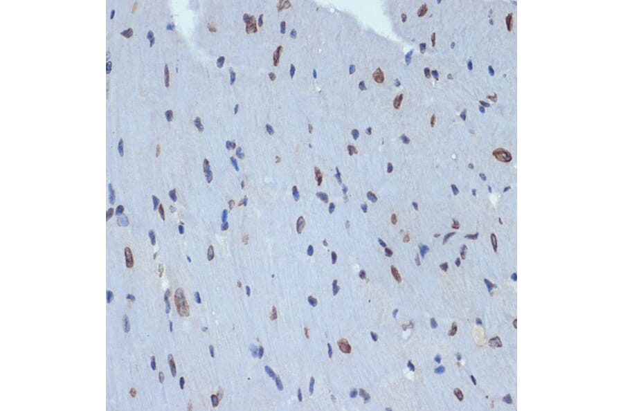 Immunohistochemistry - Anti-SUN2 Antibody [ARC2311] (A308466) - Antibodies.com