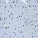 Immunohistochemistry - Anti-SUN2 Antibody [ARC2311] (A308466) - Antibodies.com
