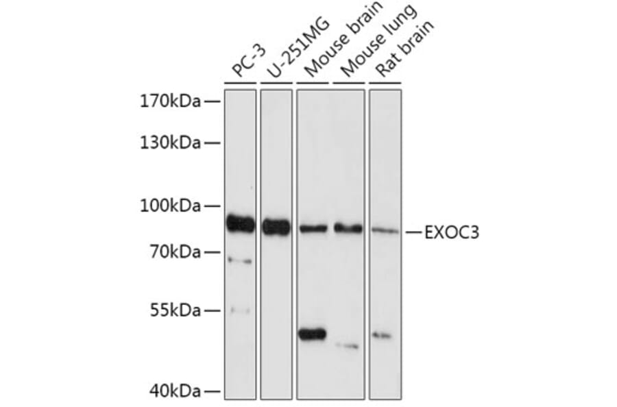 Western Blot - Anti-rSec6 Antibody (A308468) - Antibodies.com