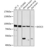 Western Blot - Anti-rSec6 Antibody (A308468) - Antibodies.com