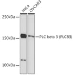 Western Blot - Anti-Phospholipase C beta 3/PLCB3 Antibody [ARC2269] (A308469) - Antibodies.com