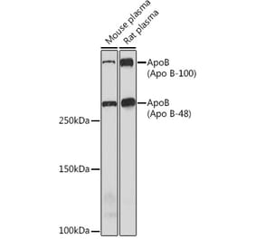 Western Blot - Anti-Apolipoprotein B Antibody [ARC0920] (A308472) - Antibodies.com