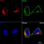 Immunofluorescence - Anti-Transferrin Receptor Antibody [ARC54396] (A308474) - Antibodies.com
