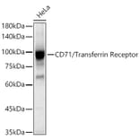 Western Blot - Anti-Transferrin Receptor Antibody (A308475) - Antibodies.com