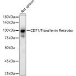 Western Blot - Anti-Transferrin Receptor Antibody (A308475) - Antibodies.com