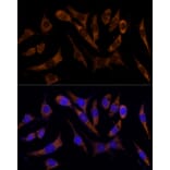 Immunofluorescence - Anti-Transferrin Receptor Antibody (A308475) - Antibodies.com