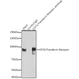 Western Blot - Anti-Transferrin Receptor Antibody (A308475) - Antibodies.com