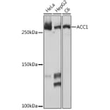 Western Blot - Anti-Acetyl Coenzyme A carboxylase alpha Antibody [ARC2201] (A308476) - Antibodies.com