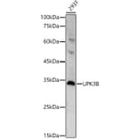 Western Blot - Anti-Uroplakin IIIB Antibody (A308480) - Antibodies.com