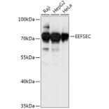 Western Blot - Anti-EEFSEC Antibody (A308484) - Antibodies.com