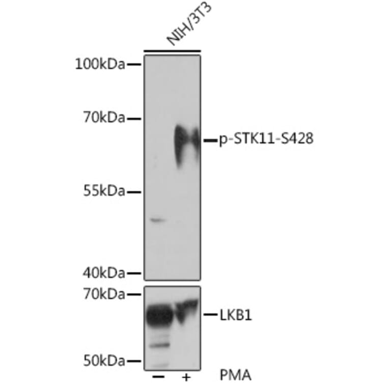 Western Blot - Anti-LKB1 (phospho Ser428) Antibody (A308488) - Antibodies.com