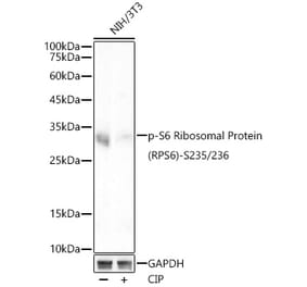 Western Blot - Anti-RPS6 (phospho Ser235 + Ser236) Antibody [ARC53838] (A308492) - Antibodies.com