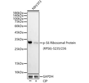 Western Blot - Anti-RPS6 (phospho Ser235 + Ser236) Antibody [ARC53843] (A308493) - Antibodies.com