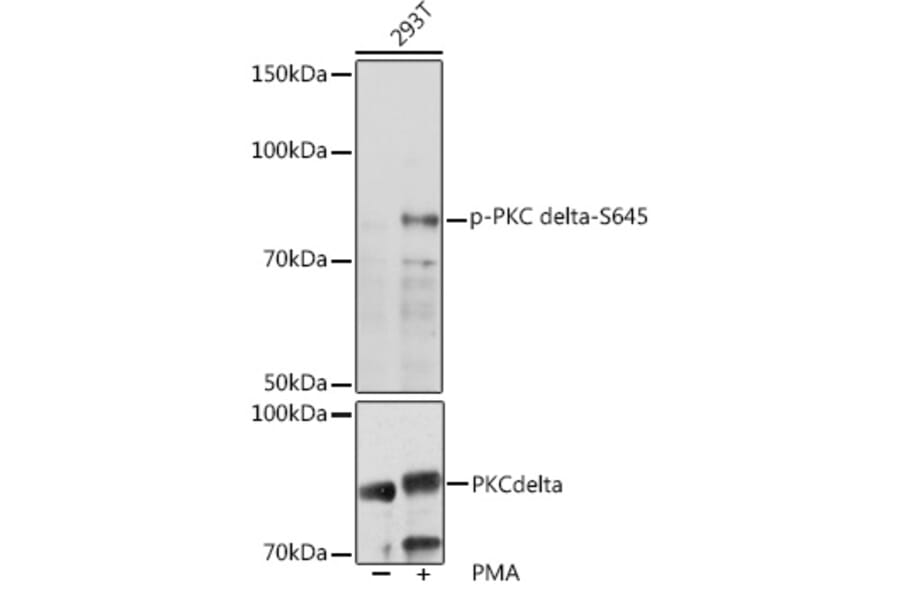 Western Blot - Anti-PKC delta (phospho Ser645) Antibody (A308494) - Antibodies.com