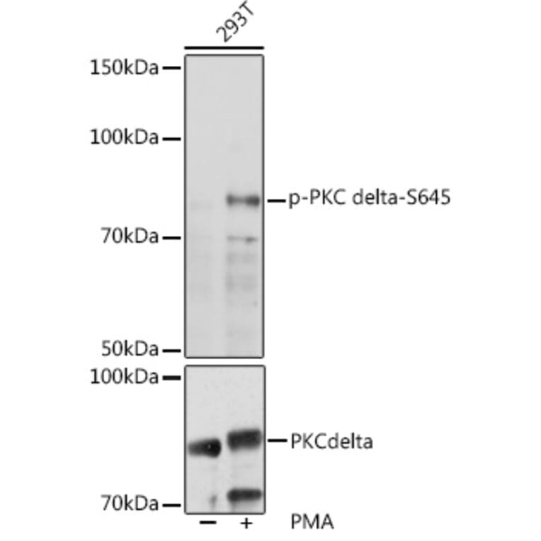 Western Blot - Anti-PKC delta (phospho Ser645) Antibody (A308494) - Antibodies.com