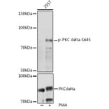 Western Blot - Anti-PKC delta (phospho Ser645) Antibody (A308494) - Antibodies.com