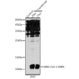 Western Blot - Anti-SARS-CoV2 NSP6 Antibody (A308495) - Antibodies.com