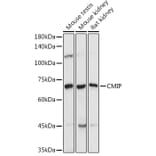 Western Blot - Anti-CMIP Antibody (A308496) - Antibodies.com