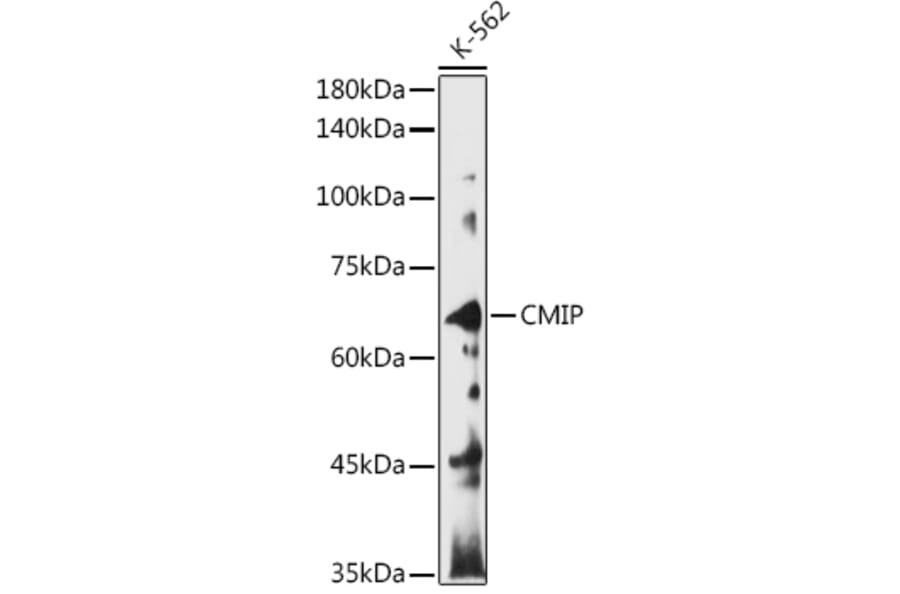 Western Blot - Anti-CMIP Antibody (A308496) - Antibodies.com