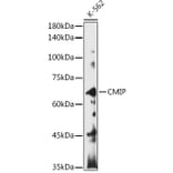 Western Blot - Anti-CMIP Antibody (A308496) - Antibodies.com