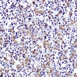 Immunohistochemistry - Anti-CMIP Antibody (A308496) - Antibodies.com