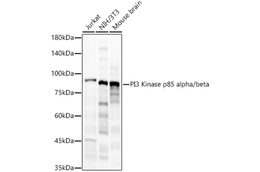 Western Blot - Anti-PI 3 Kinase p85 alpha + PI 3 Kinase p85 beta Antibody (A308497) - Antibodies.com