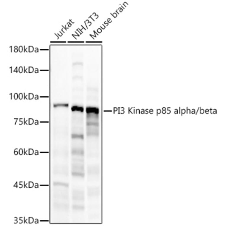 Western Blot - Anti-PI 3 Kinase p85 alpha + PI 3 Kinase p85 beta Antibody (A308497) - Antibodies.com