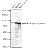 Western Blot - Anti-PI 3 Kinase p85 alpha + PI 3 Kinase p85 beta Antibody (A308497) - Antibodies.com