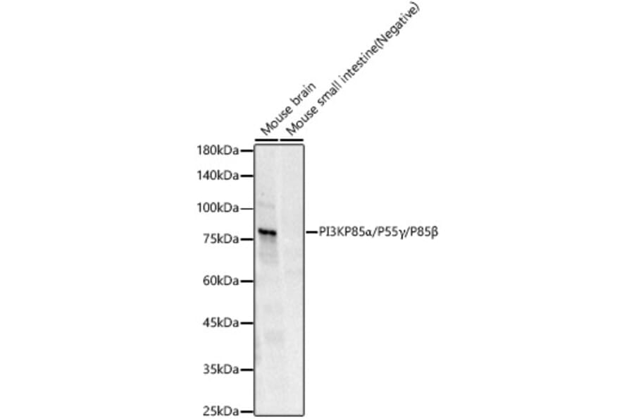 Western Blot - Anti-PI 3 Kinase p85 alpha + PI 3 Kinase p55 gamma +PI 3 Kinase p85 beta Antibody [ARC57209] (A308499) - Antibodies.com