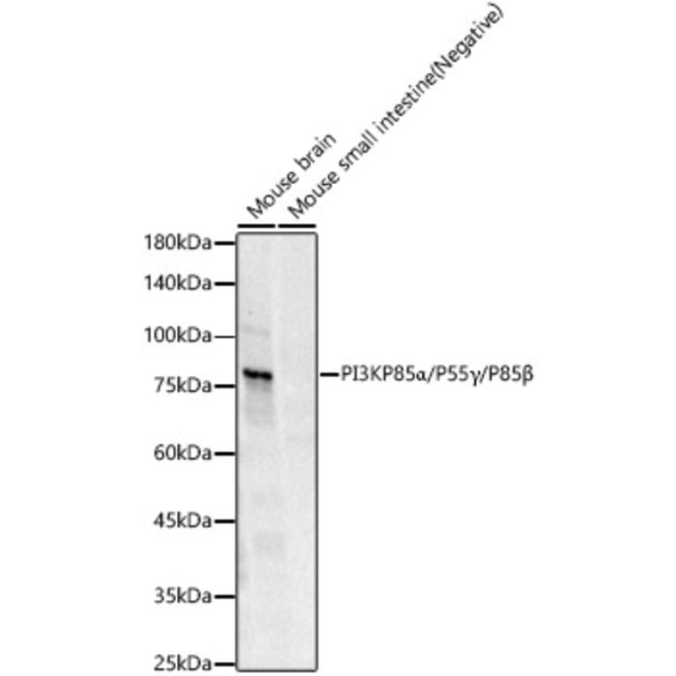 Western Blot - Anti-PI 3 Kinase p85 alpha + PI 3 Kinase p55 gamma +PI 3 Kinase p85 beta Antibody [ARC57209] (A308499) - Antibodies.com