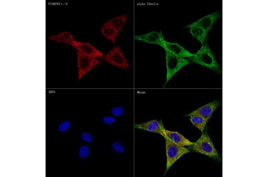 Immunofluorescence - Anti-PI 3 Kinase p85 alpha + PI 3 Kinase p55 gamma +PI 3 Kinase p85 beta Antibody [ARC57209] (A308499) - Antibodies.com