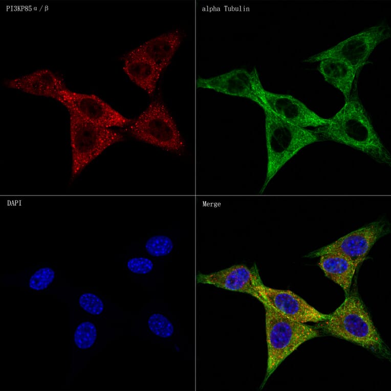 Immunofluorescence - Anti-PI 3 Kinase p85 alpha + PI 3 Kinase p55 gamma +PI 3 Kinase p85 beta Antibody [ARC57209] (A308499) - Antibodies.com
