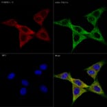 Immunofluorescence - Anti-PI 3 Kinase p85 alpha + PI 3 Kinase p55 gamma +PI 3 Kinase p85 beta Antibody [ARC57209] (A308499) - Antibodies.com