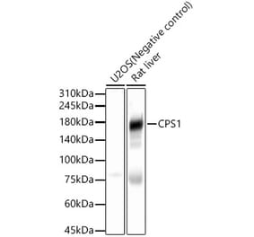 Western Blot - Anti-CPS1 Antibody (A308500) - Antibodies.com