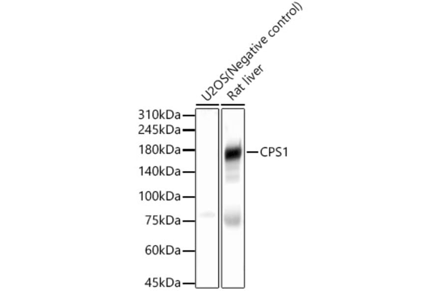 Western Blot - Anti-CPS1 Antibody (A308500) - Antibodies.com