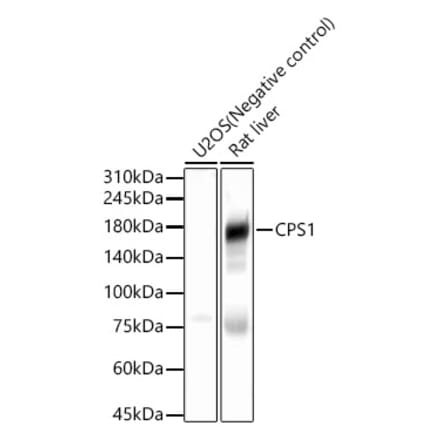 Western Blot - Anti-CPS1 Antibody (A308500) - Antibodies.com