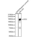 Western Blot - Anti-CPS1 Antibody (A308500) - Antibodies.com