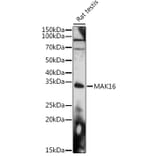 Western Blot - Anti-MAK16 Antibody (A308501) - Antibodies.com