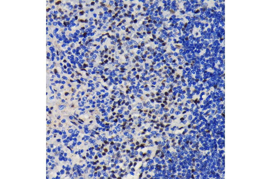 Immunohistochemistry - Anti-KAP1 Antibody [ARC0047] (A308504) - Antibodies.com