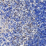 Immunohistochemistry - Anti-KAP1 Antibody [ARC0047] (A308504) - Antibodies.com