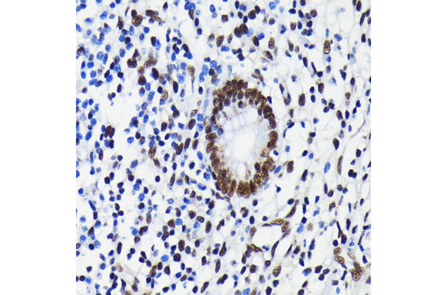 Immunohistochemistry - Anti-KAP1 Antibody [ARC0047] (A308504) - Antibodies.com