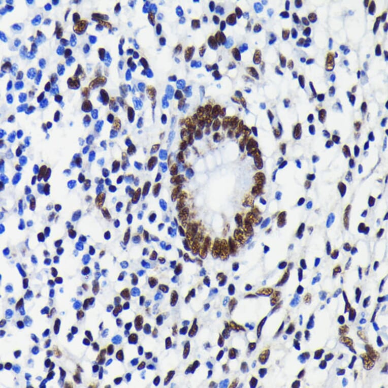 Immunohistochemistry - Anti-KAP1 Antibody [ARC0047] (A308504) - Antibodies.com