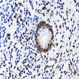 Immunohistochemistry - Anti-KAP1 Antibody [ARC0047] (A308504) - Antibodies.com