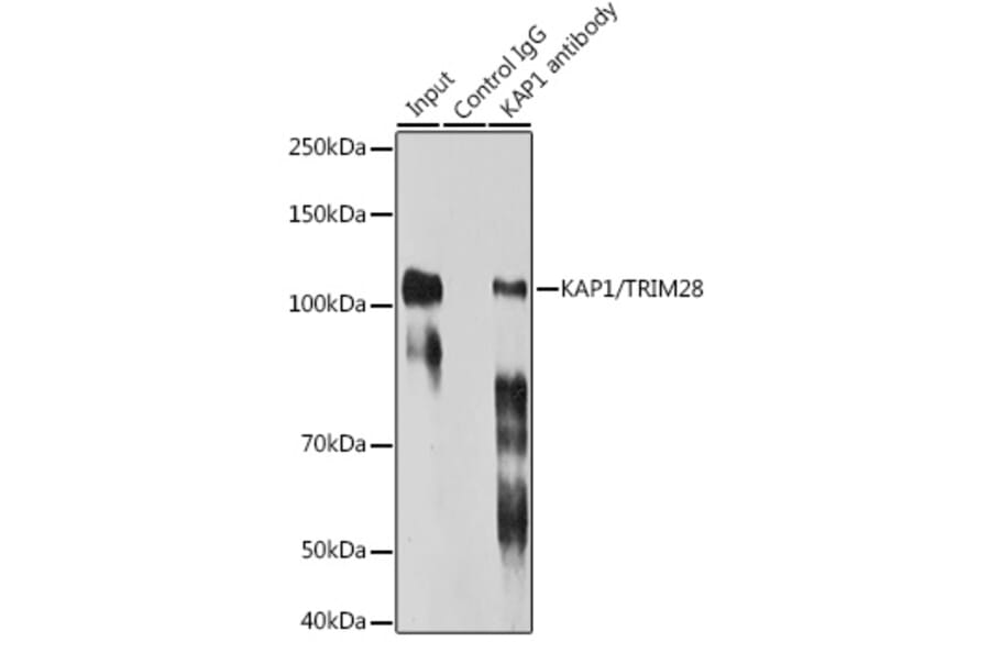 Western Blot - Anti-KAP1 Antibody [ARC0047] (A308504) - Antibodies.com