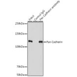 Western Blot - Anti-pan Cadherin Antibody (A308508) - Antibodies.com