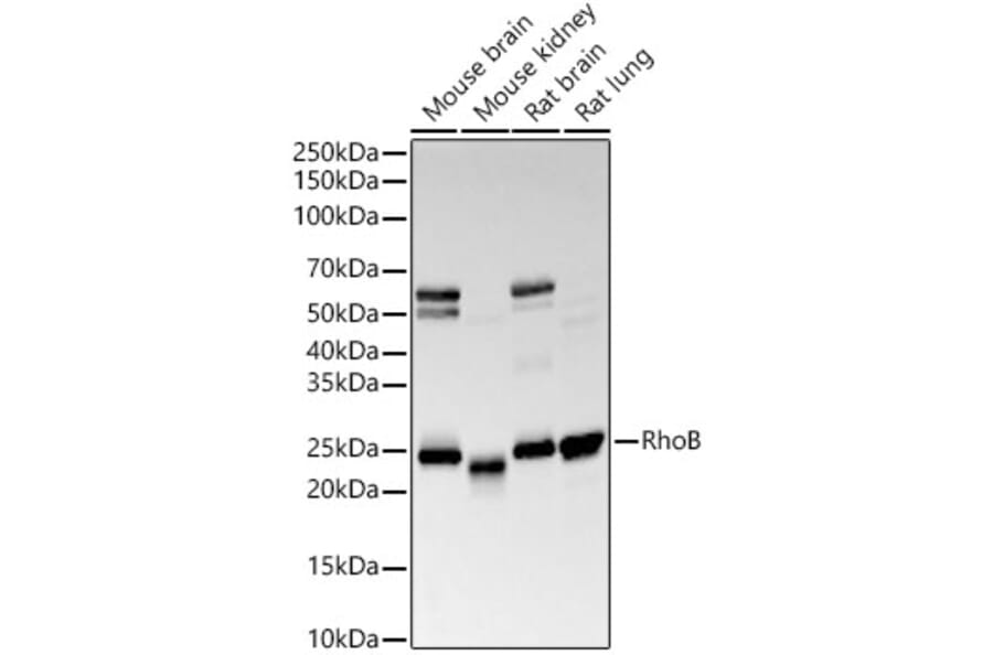 Western Blot - Anti-RhoB Antibody [ARC56483] (A308513) - Antibodies.com