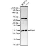 Western Blot - Anti-RhoB Antibody [ARC56483] (A308513) - Antibodies.com